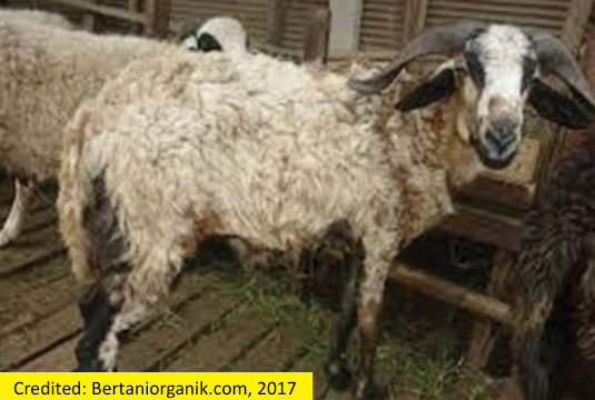CACINGAN